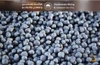 چرخش راهبردی چادرملو، تأمین آینده با اکتشافات عمقی/ پیمان ژئوفیزیکی، چادرملو به دنبال استقلال معدنی در زنجیره فولاد